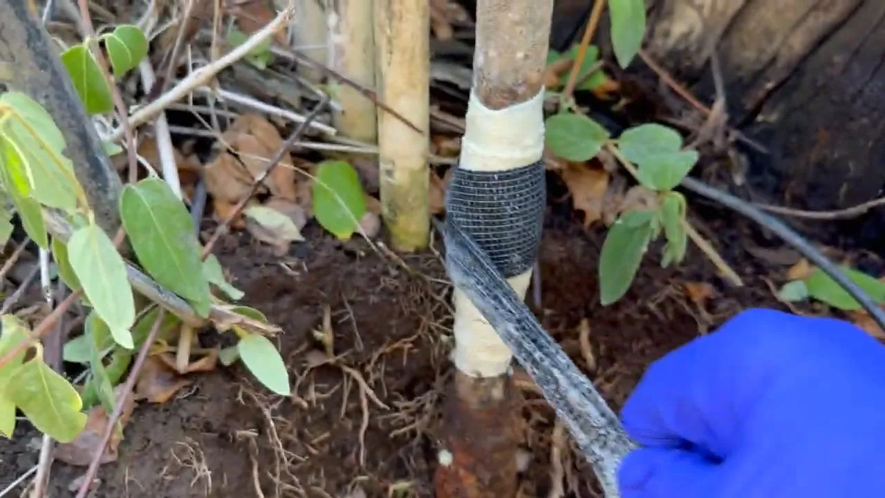 Gloved blue hand wrapping black tape around a pipe in garden soil beside leafy plants