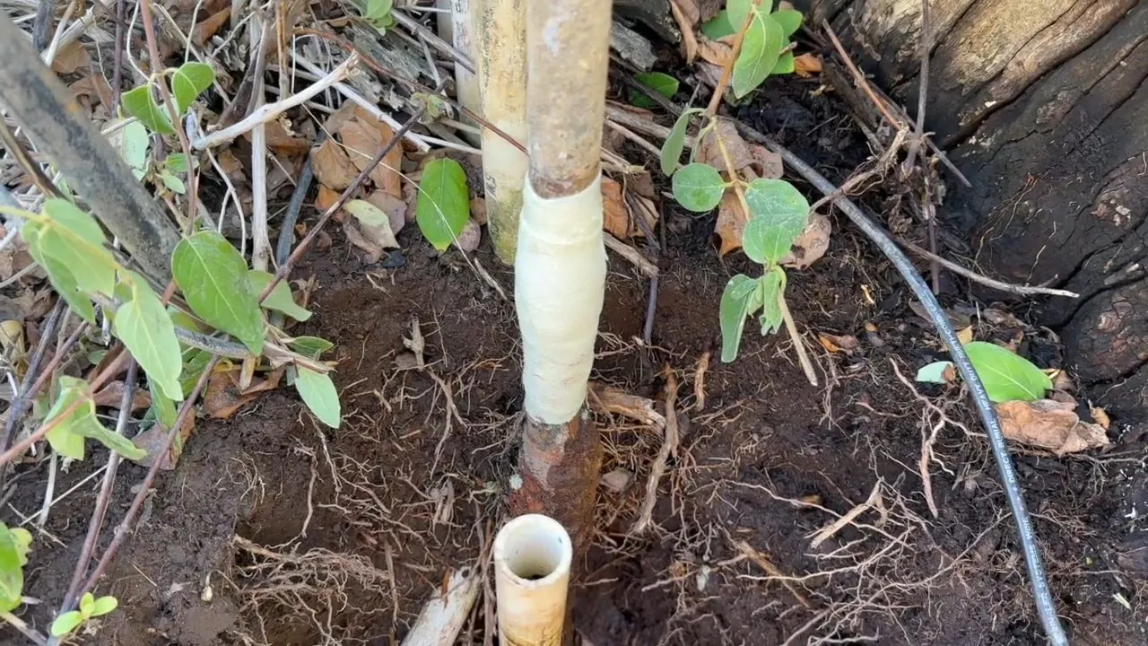 Soil and tree roots around an upright pipe wrapped in white repair material, with a short white stub below